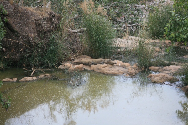 Crocodile